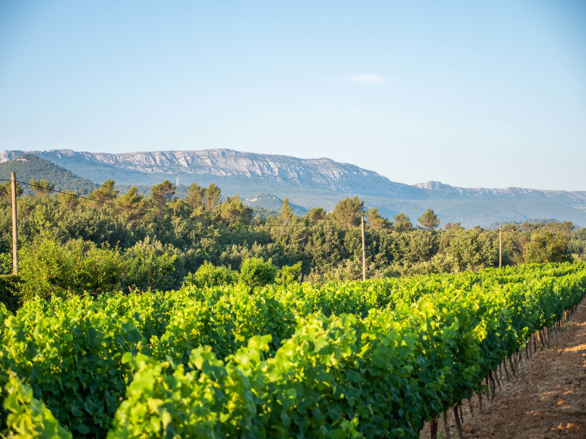 Les Restanques Vertes – AOP Coteaux Varois en Provence 2024 – Image 2