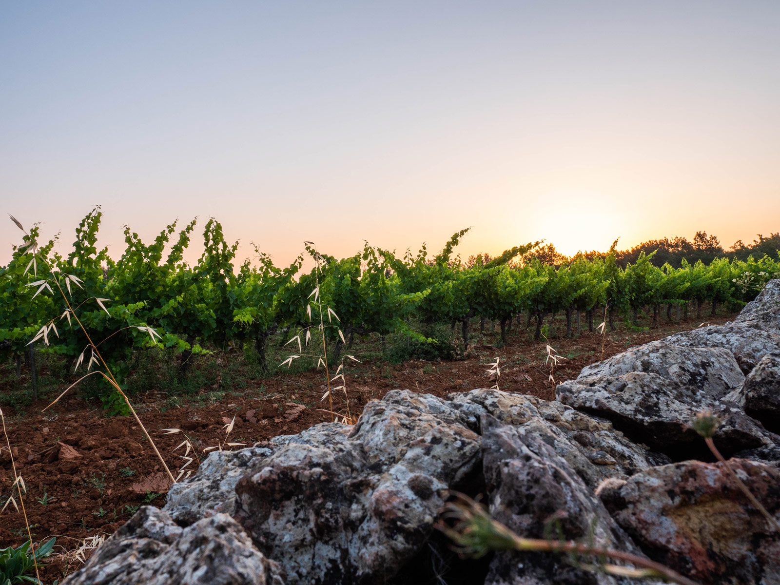Les Restanques Bleues – AOP Coteaux Varois en Provence 2025 – Image 4