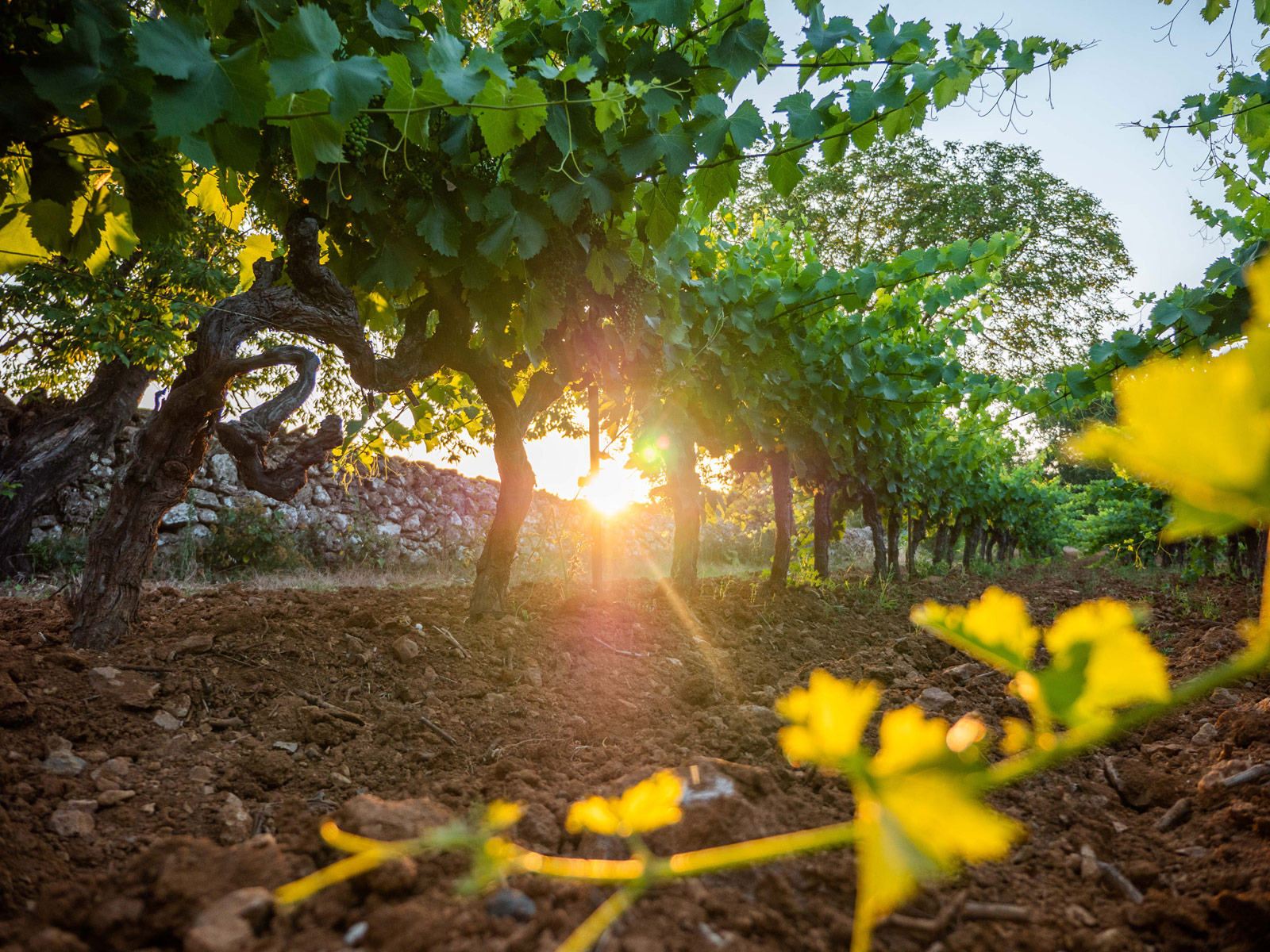 Les Restanques Vertes – AOP Coteaux Varois en Provence 2024 – Image 3